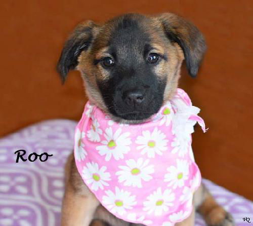 Roo
