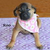 Roo