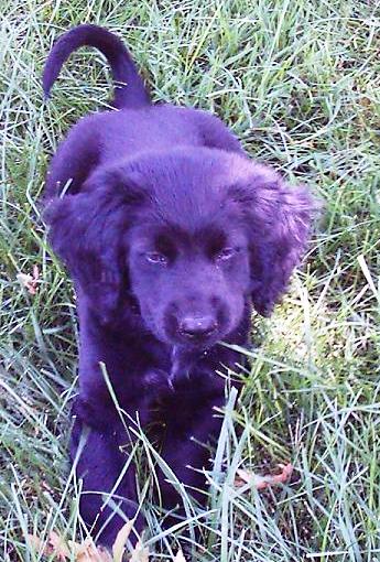 Baxter