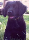 Baxter