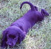 Baxter