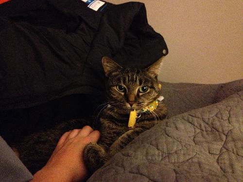 Kitty *CL*