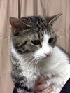 Allie Cat
