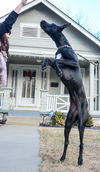 Juno