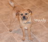 Woody