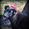 Guinevere