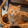 Ron