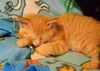 Ron