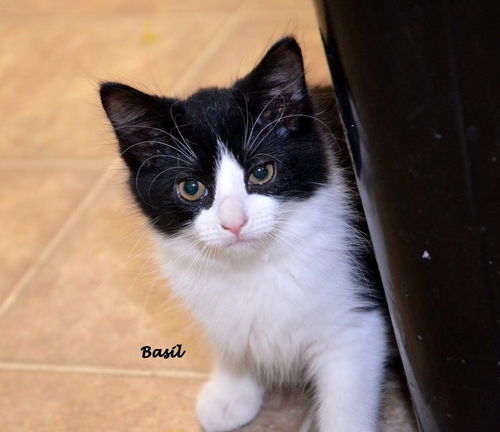 Basil