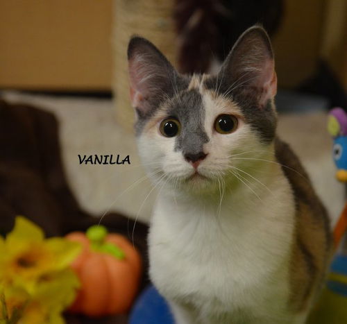 Vanilla