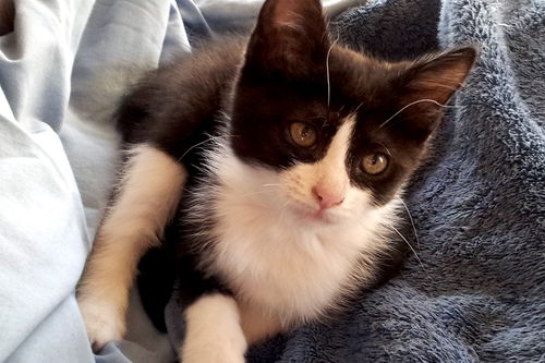 Tuxie