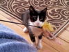 Tuxie