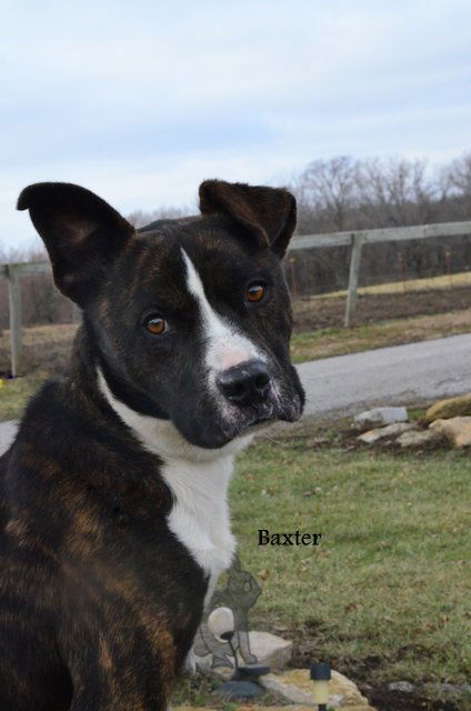 Baxter Van Gogh