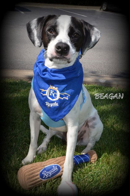 Beagan