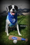 Beagan