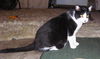 Elroy