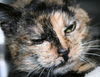 Sybil *CL*