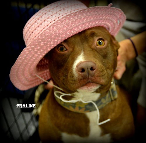 Praline