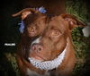 Praline