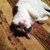 Rockie