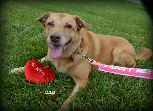 LuLu