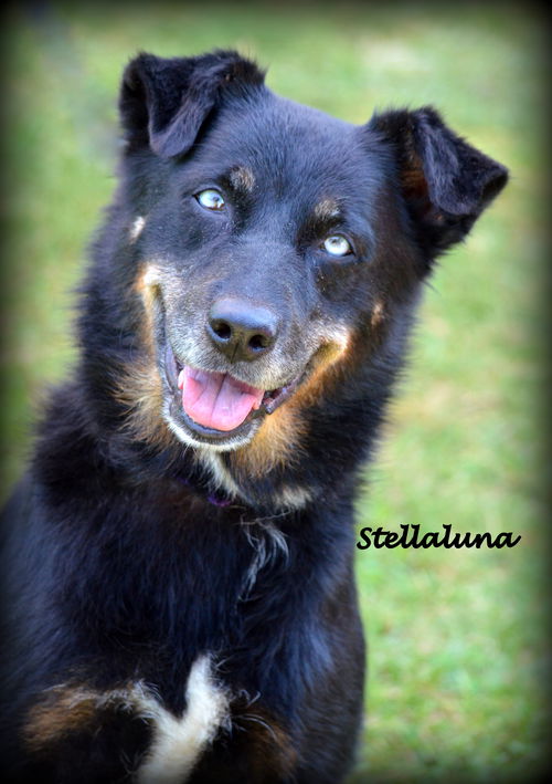 Stellaluna