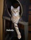 Melody
