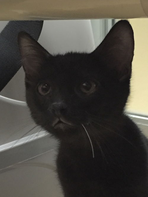 Kristoff