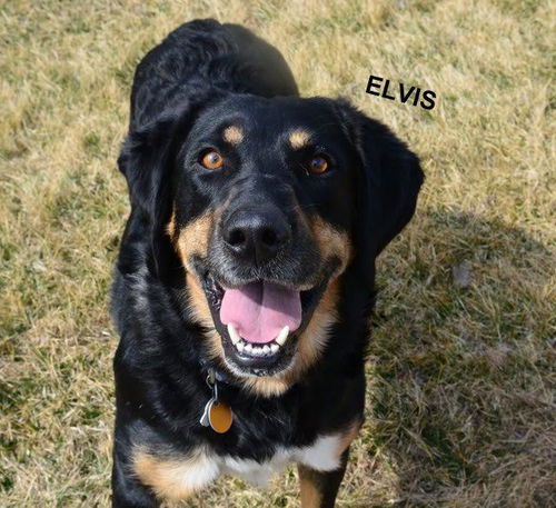 Elvis