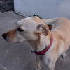 Lola *CL*