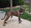 Duke