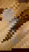 Duke