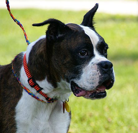 Elvis