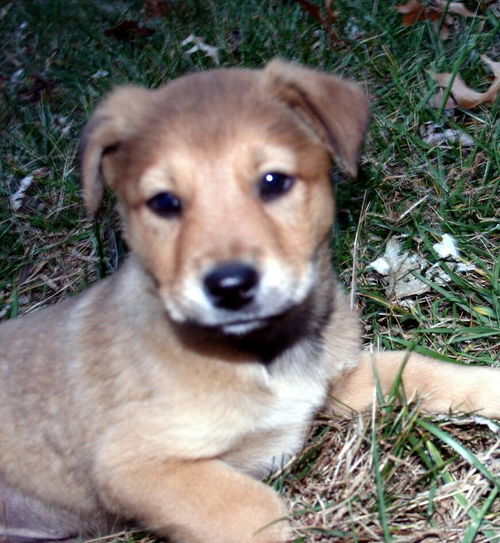 Rigley