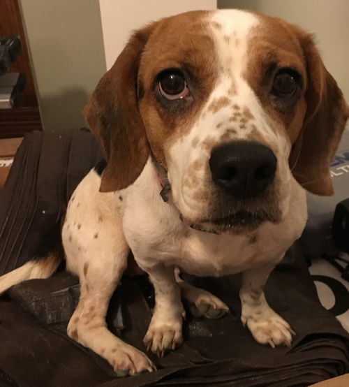 Poppyseed
