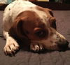 Poppyseed
