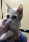 Simon