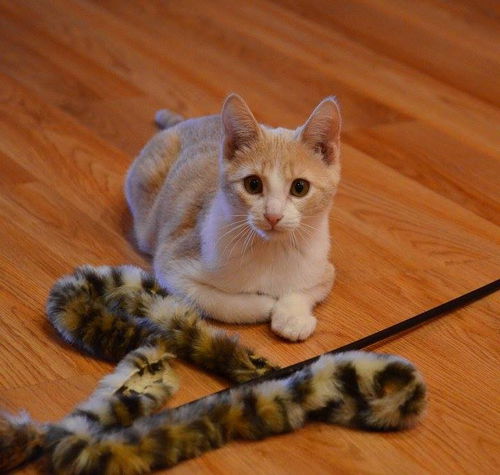 Simon