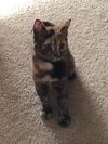 Pipsqueak (Pippy)