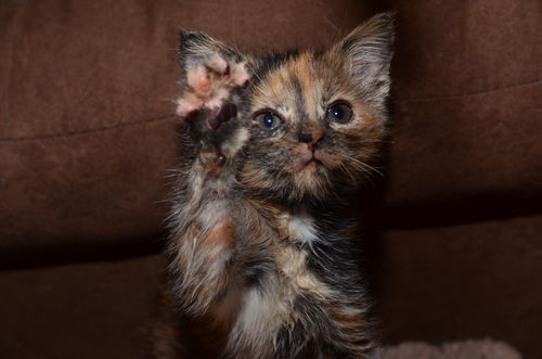 Pipsqueak (Pippy)