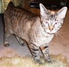 Marlee