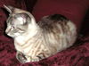 Marlee