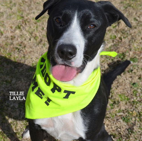 Tillie (Layla)
