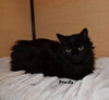 Priscilla