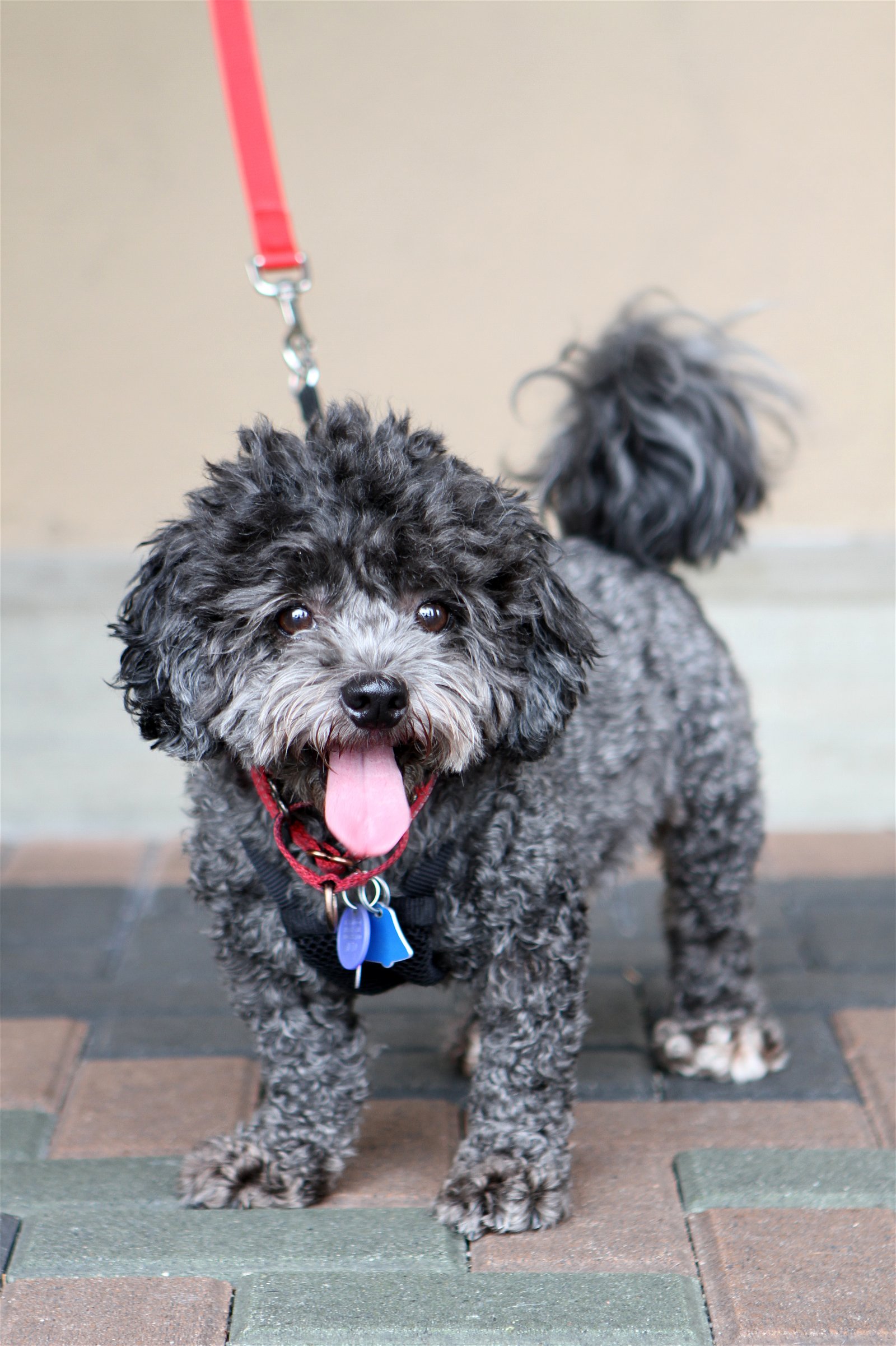 adoptable Dog in Mission Viejo, CA named Cooper