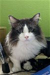 adoptable Cat in mission viejo, ca, CA named Cuddles