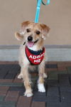 adoptable Dog in Mission Viejo, CA named Scotty