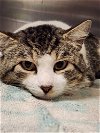 adoptable Cat in mission viejo, CA named Adonis (FIV +)