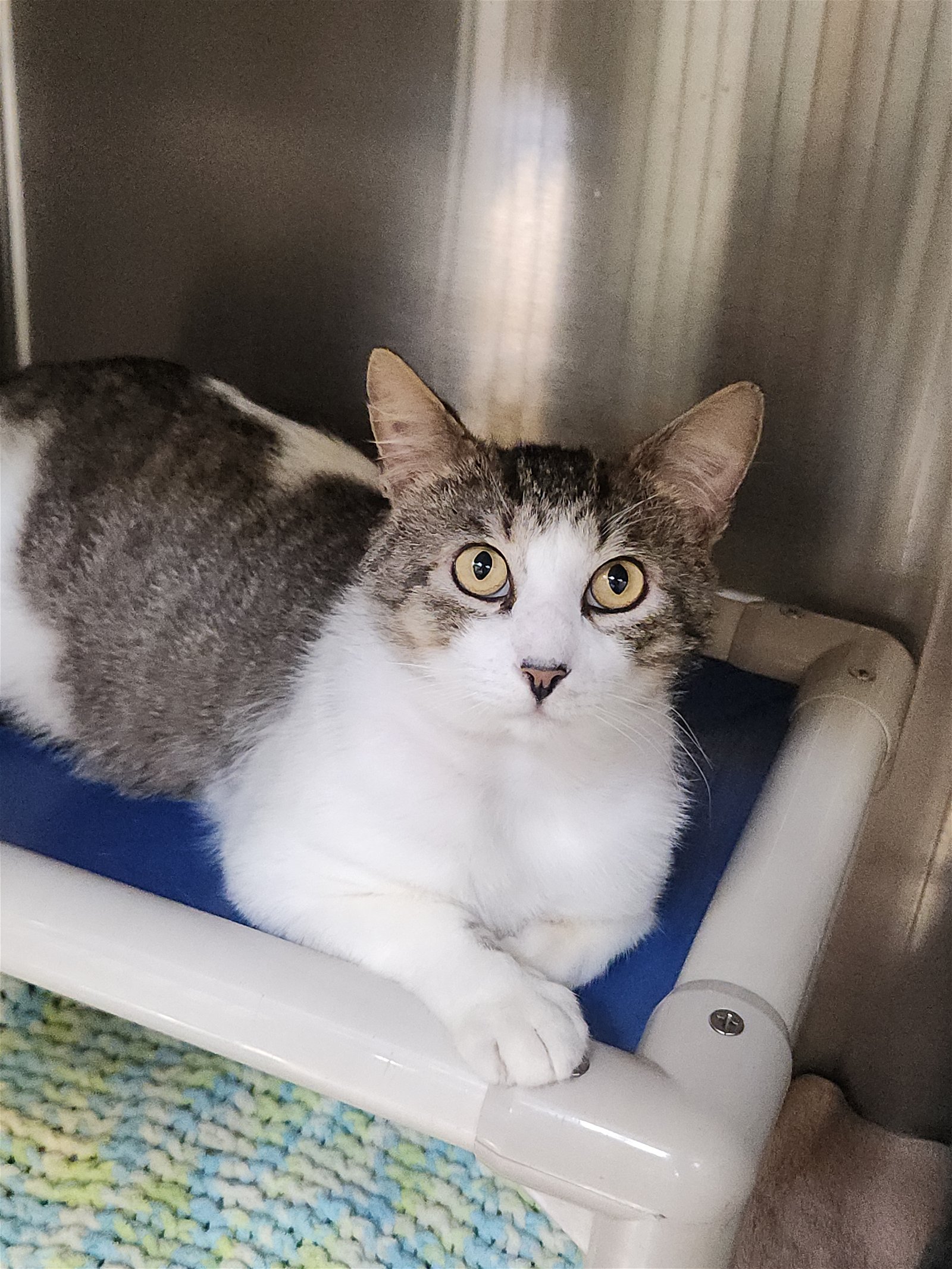 adoptable Cat in Mission Viejo, CA named Adonis (FIV +)