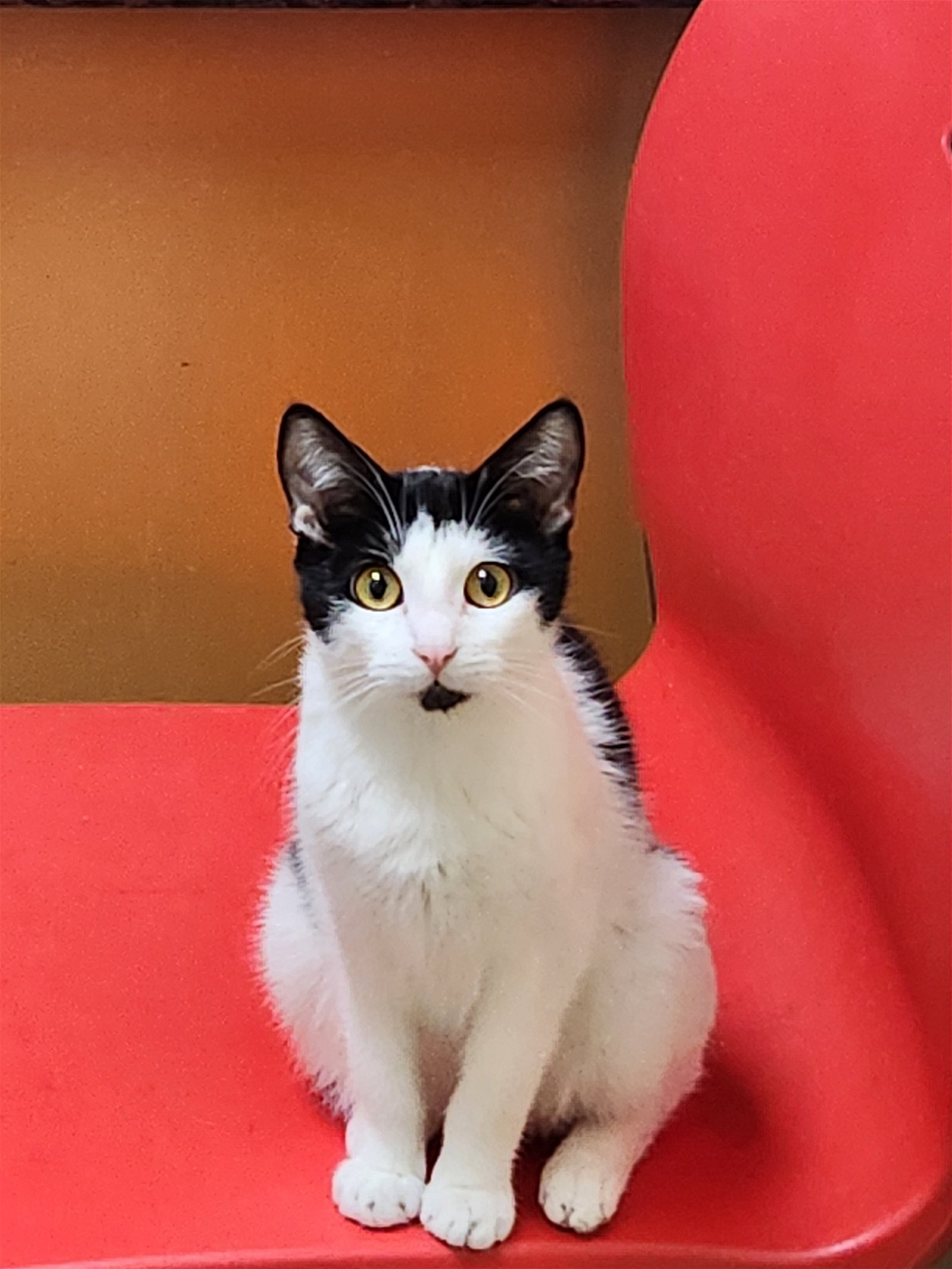 adoptable Cat in Mission Viejo, CA named Derhble